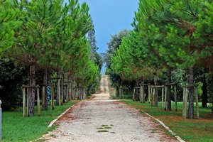 An avenue of trees along a path