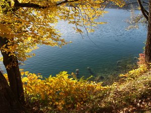 A lake among trees
