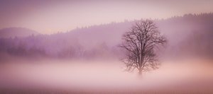 A lone tree in pink mist